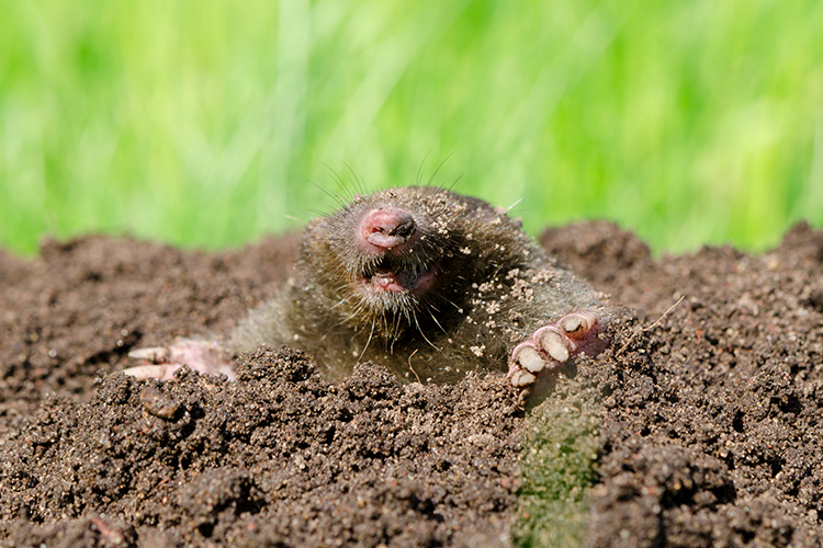A mole coming out of the ground.